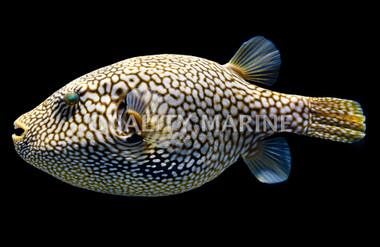 Scribbled Pufferfish