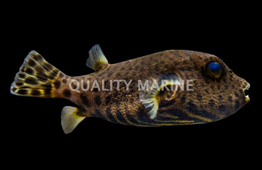 Scribbled Pufferfish