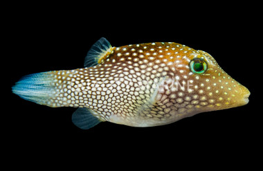 Spotted Sharpnose Pufferfish