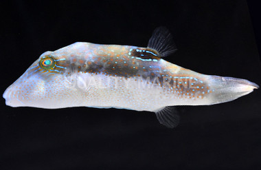 Maze Toby Pufferfish
