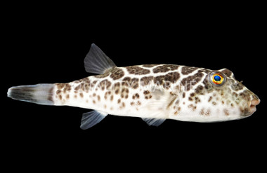 Checkered Pufferfish