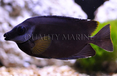 Black Foxface Rabbitfish