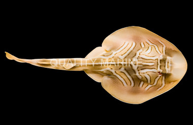 Eastern Fiddler Stingray