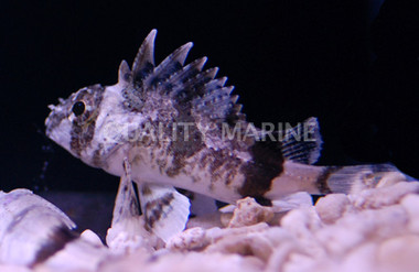 Fortesque Waspfish