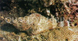 Red False Stonefish