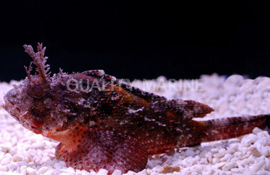 Horned Barbfish