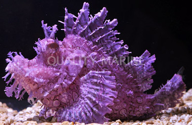 Super Red Scorpionfish