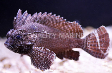 Red Rooster Pygmy Waspfish
