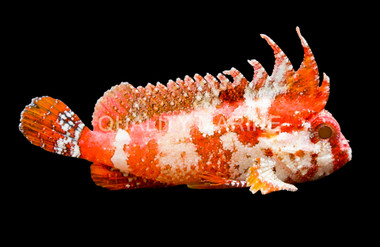 Pygmy Red Rooster Waspfish
