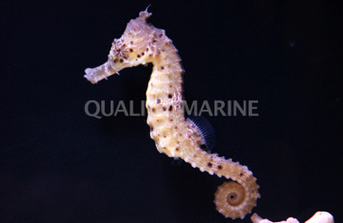 Kuda Seahorse, Sub Adult/Female, Colored