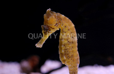 Kuda Seahorse, Sub Adult/Female, Yellow