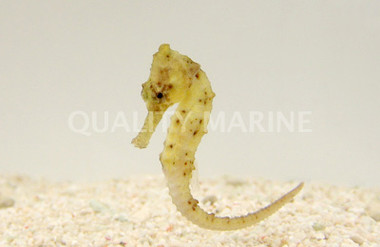 Colored Seahorse, Juvenile :: 28512