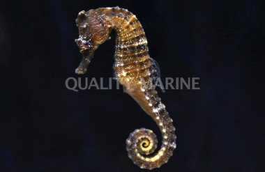 Ingen's Seahorse,Colored