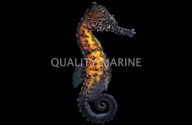 Kuda Seahorse, Male, Colored