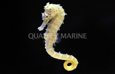 Yellow Tiger-Tail Seahorse :: 28536