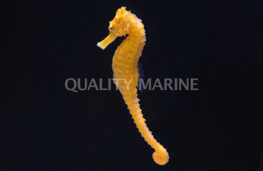 Half Spined Seahorse