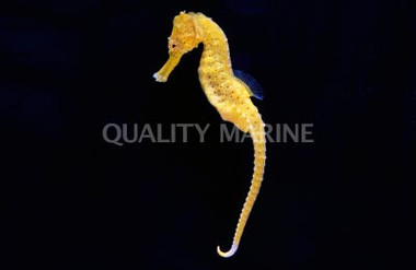 Half Spined Seahorse, Male