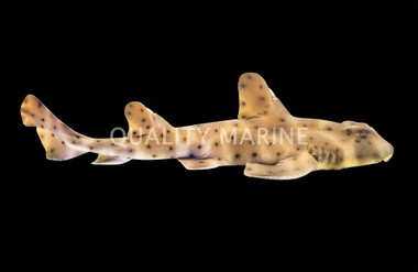 Horn Shark