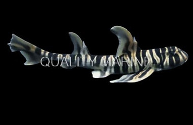 Zebra Bullhead Shark