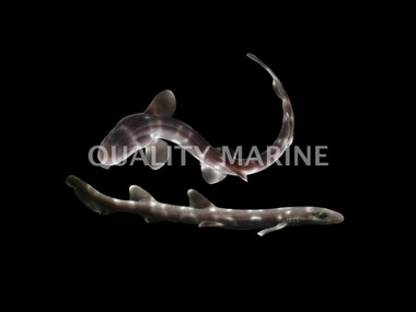 Coral Cat Shark