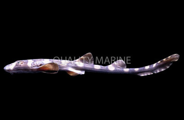 Bamboo Shark :: 29028