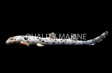 Speckled Carpetshark