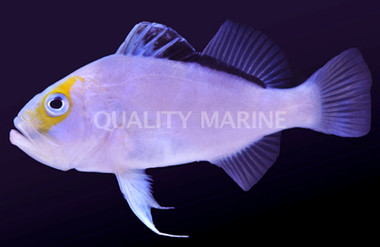 Yellowfin Soapfish