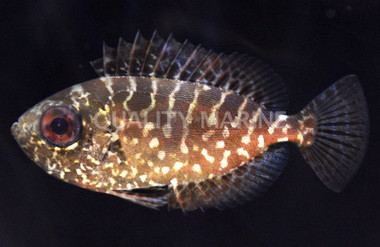 Glasseye Soldierfish :: 30506