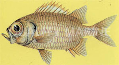 Lattice Soldierfish