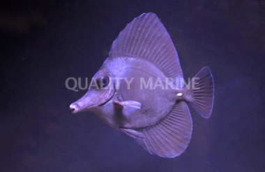 Black Longnose Tang