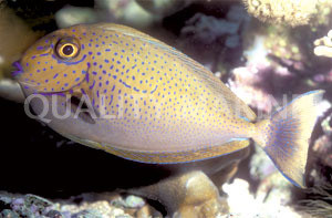Blue Dot Naso Tang