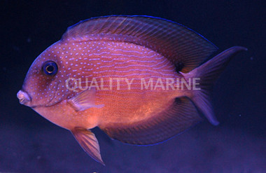 Assorted Bristletooth Tang :: 31539