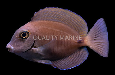 Doctorfish Tang