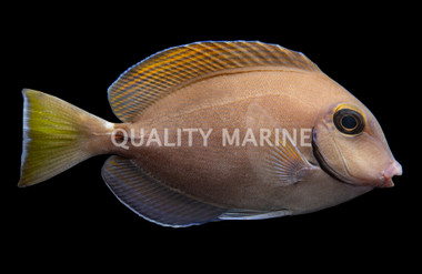 Doctorfish Tang