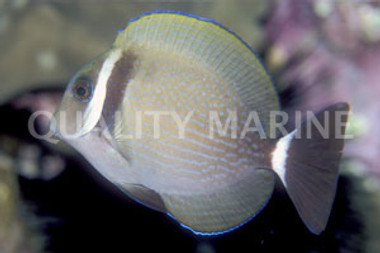 White Bar Tang