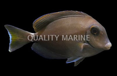 Ocean Tang
