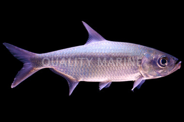 Indo Pacific Tarpon