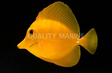 Yellow Citrus Tang :: 31607