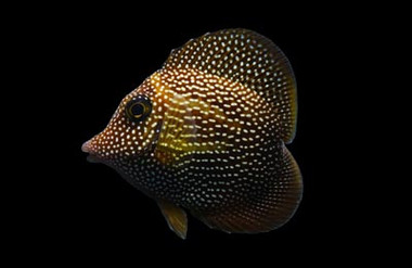 Gem Tang