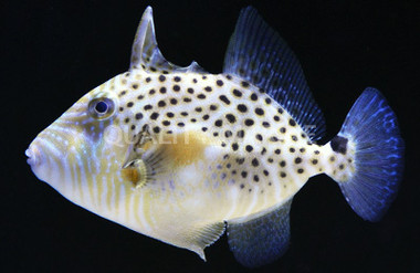 Golden Heart Triggerfish