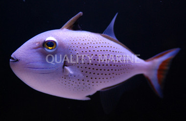 Sargassum Triggerfish