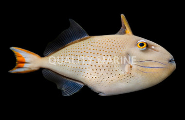 Sargassum Triggerfish