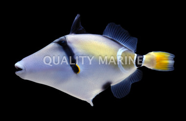 Mauritian Picasso Triggerfish