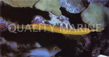 Chinese Trumpetfish