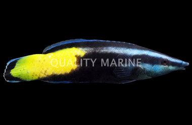 Bicolor Cleaner Wrasse