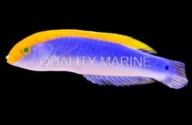 Yellowcheek Wrasse