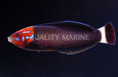 Redtail Tamarin Wrasse, Male