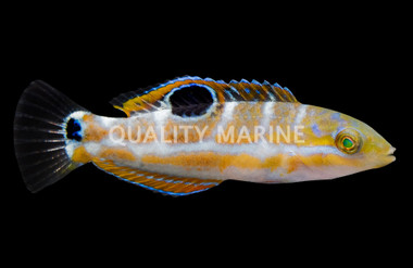 Puddingwife Wrasse