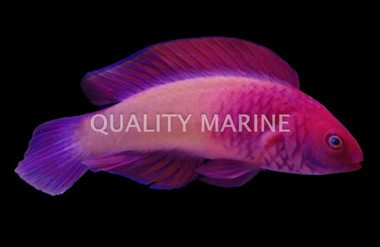 Red Velvet Fairy Wrasse