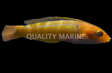 Chameleon Wrasse